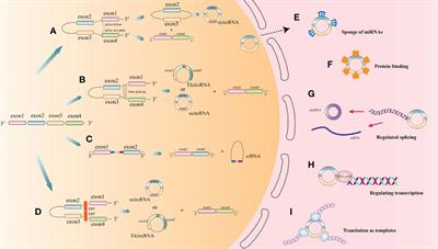 CircRNAs: Roles in regulating head and neck squamous cell carcinoma